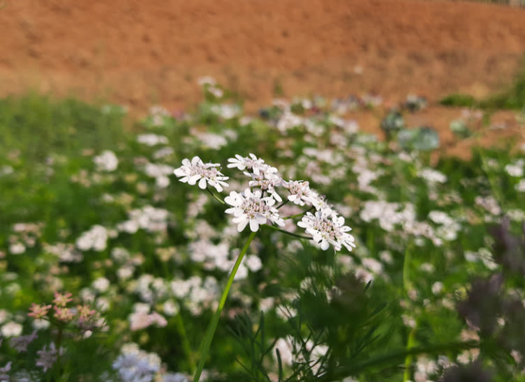 Coriander field